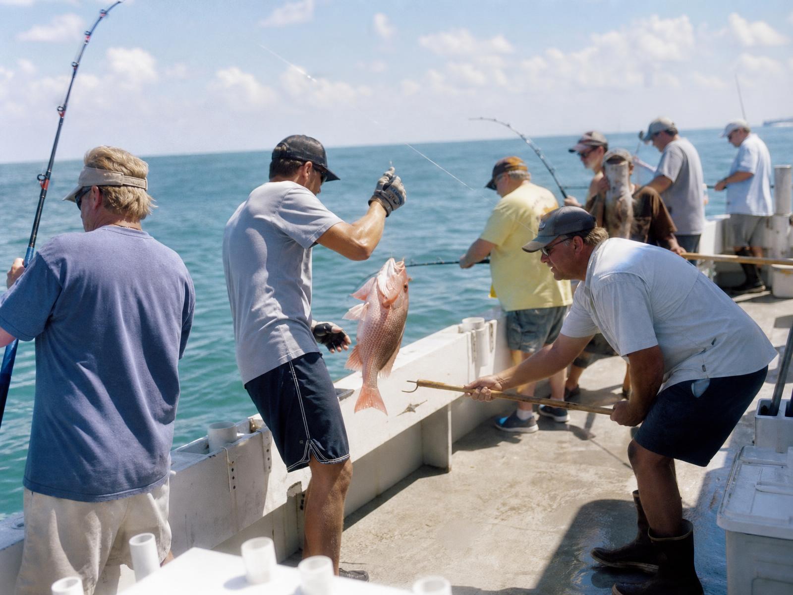 Anglers along the rail of a Gulf head boat reeling up red snapper while a mate helps with the gaff